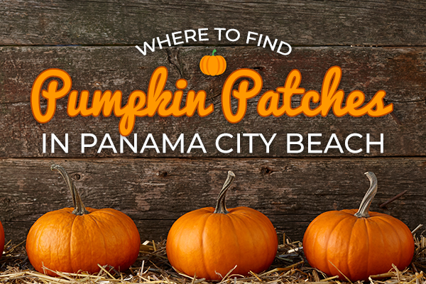 Where to find pumpkin patches in Panama City Beach, Florida